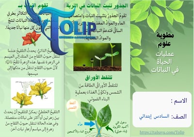 صورة مطوية عمليات الحياة في النباتات  الصف السادس الابتدائي علوم الفصل الدراسي الاول 