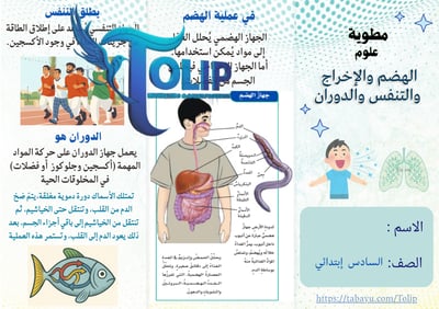 صورة مطوية الهضم والأخراج و التنفس والدوران  الصف السادس الابتدائي علوم الفصل الدراسي الاول 